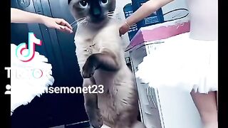 "¡De tal palo, tal michi! Con ustedes, la primera prima donna del ballet felino"