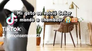"Dictadura felina: Castigado sin gatarina y exigiendo que la humana se ponga a trabajar"