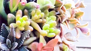 Succulent terrarium arrangement in concrete pot 2