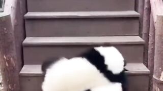 Panda 18