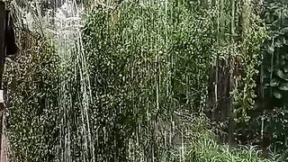 Heavy Tropical Rain in Paradise | So Relaxing!