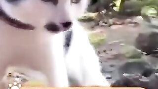 Funny videos