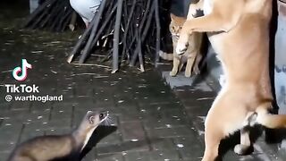 ####Viral animals video###
