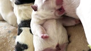 Cute baby 321