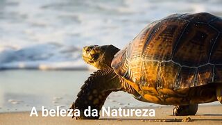 Tartaruga gigante