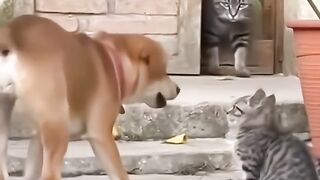 Funny videos