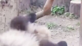 Ci panda