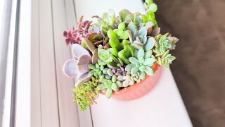 Succulent terrarium arrangement in ceramic ramekin