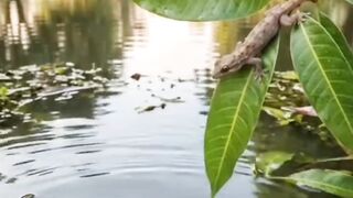 Channa vs Gecko - Real Food Chain! 😱