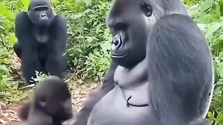 Funny videos