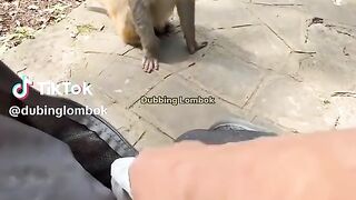Funny videos