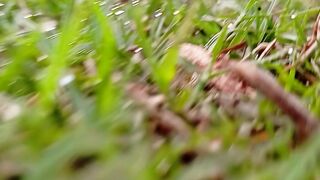 Suasana Rumput Liar dan Semak di Alam Pedesaan