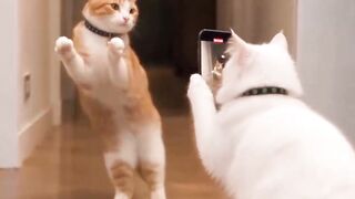 When your cat has better moves than you 💀😭 #shorts