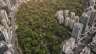 The transformation of a forest in the heart of a majestic city Part 11