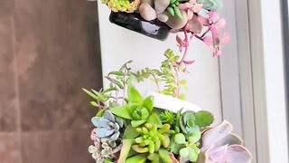 Succulent terrarium arrangement in ceramic baskets