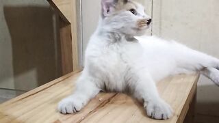 “The resident cat of the meatball stall.”
