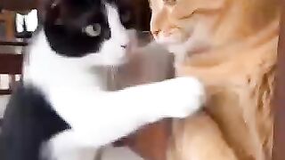 Oyen and the white striped saw their friend being shot at by a water toy