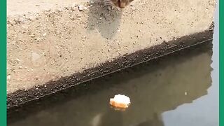 GATA PEGA PEIXE PARA GATINHO