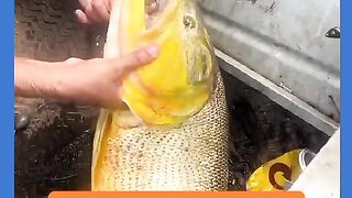 HOMEM POI A MÃO NA BOCA DO DORADO