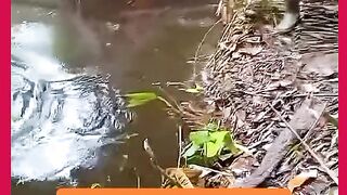 PEGOU UM TRAIRA