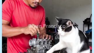 GATO QUER COMER