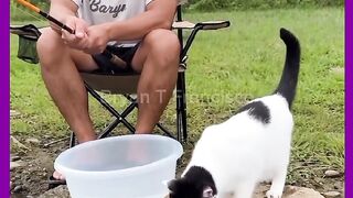 GATO PEGOU PEIXE PARA ELE