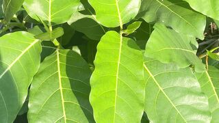 Daun segar daun daun segar