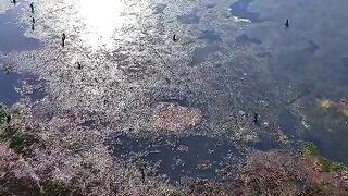 Fishing Tilapia