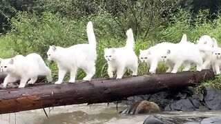 Cat amazing 2