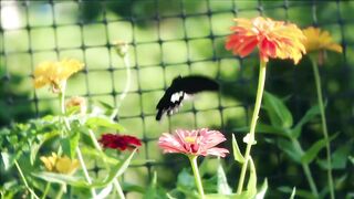 flowerr