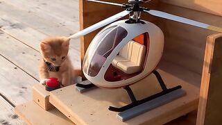 Cat amazing 4