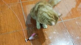 Purrs and Wags