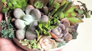 Succulent terrarium arrangement in ceramic bowl