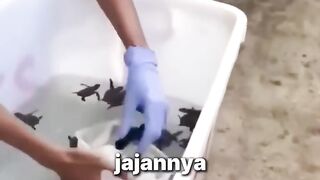 Penyu Ini Masih Mengingatnya Setelah 10 Tahun 💕 (720p).mp4