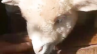 Domba