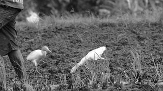 farmer's helper bird