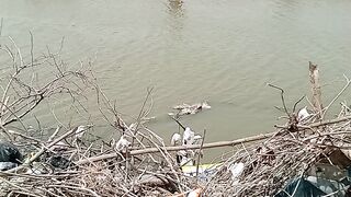 Mengais rezeki di sungai