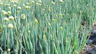 Nature world 4