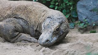 prehistoric animals