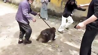 Monyet gendut ini ngambek dimarahin oleh nenek 🙉😭 #shorts #animals #monyet (720p).mp4
