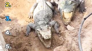 Ranking funniest crocodilo momenst 😂👈