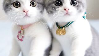 Cat Dancing 3