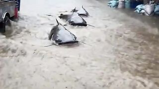 Sampai masuk ke toko 😁