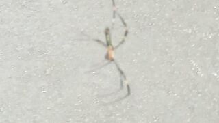#spider🪳🪳🪳