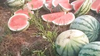 Buah nya pecah semua