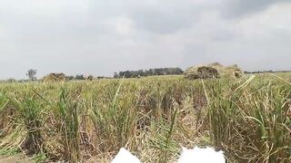 Panen padi 5