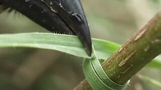 Baya Weaver Bird Building Its Amazing Hanging Nest - Incredible Nature Architect