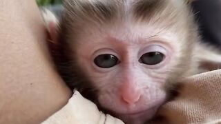 Monkey Forest