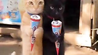 Oyen and black annoy small children