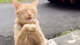Oyen is heated by the black one